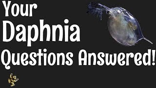 Daphnia Questions Answered [upl. by Gerard784]