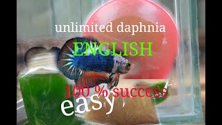 daphnia moina culture Easy way Unlimited production English  with sub Green water Chlorella [upl. by Krystal]