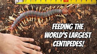 GIANT CENTIPEDE PET FEEDING Scolopendra gigantea [upl. by Richarda]