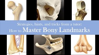 Bone Practical Study Tips Correct Common Study Mistakes Understand Vocabulary [upl. by Stedmann]