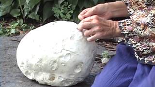 Edible Mushrooms Giant Puffball [upl. by Caputo424]