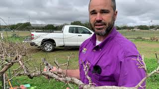 Pruning Muscadines [upl. by Nehpets]