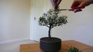 Syzygium Bonsai More Pruning And Wiring [upl. by Yleme505]