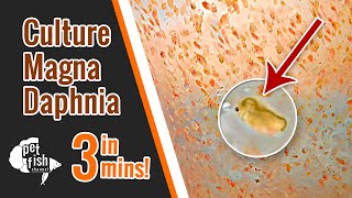 How to culture DAPHNIA MAGNA  The easy way [upl. by Kirtley]