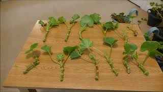 Taking Pelargonium Cuttings Zonal And Ivy Leaved Geranium [upl. by Leahcim]