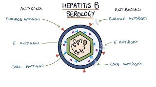 Understanding Hepatitis B Serology Results [upl. by Kcirttap]