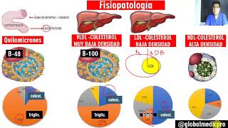 dislipidemias bien explicadooo con fisiopatologia [upl. by Annovahs]