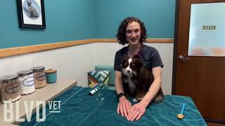 BLVD Vet How To Liquid Oral Medication for Pets [upl. by Latouche]