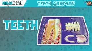 Gastrointestinal  Teeth Anatomy [upl. by Roxana]