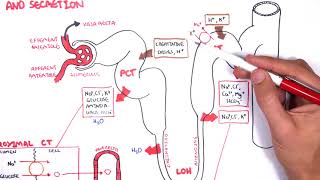 Nephrology  Physiology Reabsorption and Secretion [upl. by Anerbas551]