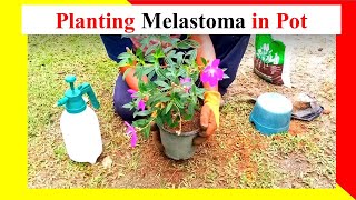 How To plant Melastoma flower in a pot [upl. by Alsworth]