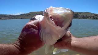 Walleye Fishing Bighorn Lake Wyoming [upl. by Bordie]