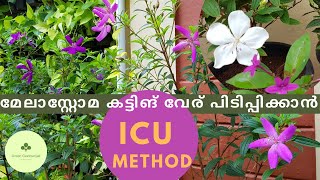 Melastoma ICU method propagation and care Melastoma Malayalam [upl. by Oiramat]