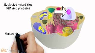 Cell Organelles for Anatomy and Physiology [upl. by Oetam877]