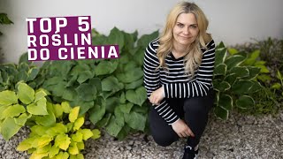 Moje TOP 5 roślin do cienia w tym obficie kwitnące [upl. by Rusty488]