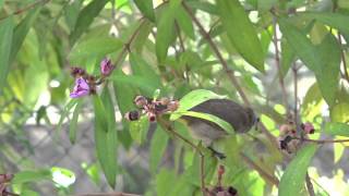 Yellowvented Bulbul picking Melastoma malabathricum fruits [upl. by Noryt982]