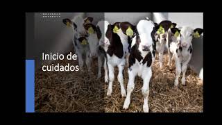 ¡Cuidados en la Crianza de Becerros en lecherías  agricultura necesaria [upl. by Ynatil]