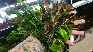 My top five EASY aquarium plants [upl. by Ellinger]