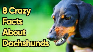 8 Crazy Facts About Dachshunds You Need To Know [upl. by Pepi201]