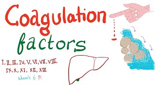 Coagulation Factors  Hemostasis  Hematology [upl. by Susi]