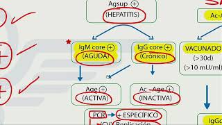 Hepatitis  Mapa mental  Dr Jaime Torres [upl. by Seys]