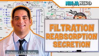 Renal  Filtration Reabsorption and Secretion Overview [upl. by Leahcimnoj662]