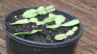 How to Propagate Christmas Cactus Cuttings Epiphyllum or Zygocactus [upl. by Darrej124]