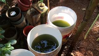 How to grow Green Water Algae [upl. by Haimerej]