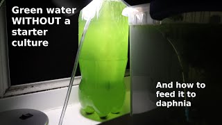 Green Water WITHOUT a Starter Culture  From Scratch  How To [upl. by Schnorr873]