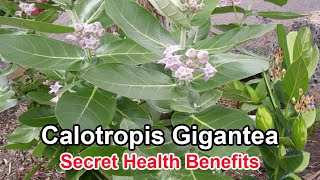 12 Health Benefits of Calotropis Gigantea [upl. by Warchaw]