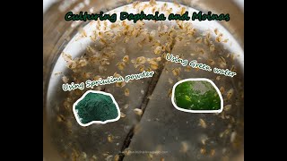 How To Culture Daphnia and Moinas using Green Water Spirulina powder [upl. by Richers]