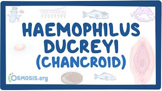 Haemophilus ducreyi Chancroid  an Osmosis Preview [upl. by Killen]