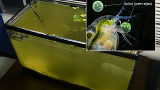 Raising Daphnia for the Freshwater Aquarium [upl. by Nagek]