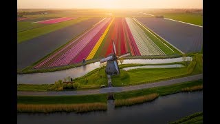 Tulips in The Netherlands 4k [upl. by Turpin100]