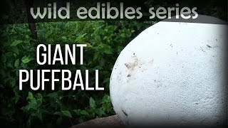 Giant Puffball  Wild Edibles Series [upl. by Erlandson]