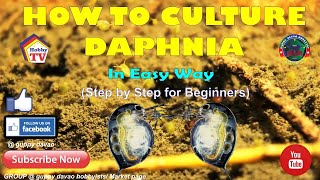 HOW TO CULTURE DAPHNIA In Easy Way [upl. by Eupheemia]