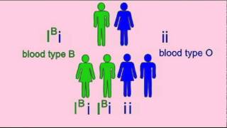 GENETICS 1 INHERITANCE OF BLOOD TYPE [upl. by Yelsnik948]